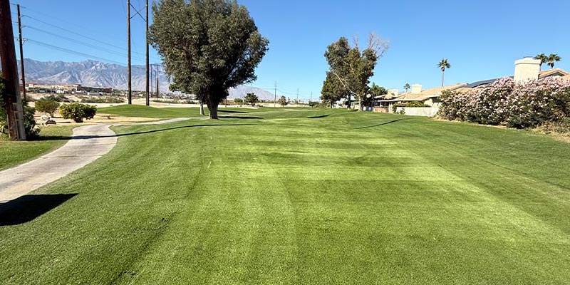 Millenium Course 12th Hole from tee box